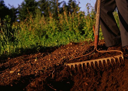 Zabiorą skoszone zielone! - zdjęcie w treści 