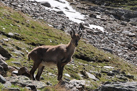 „Mechanik” na dachu Europy - Mont Blanc - zdjęcie w treści  nr 1