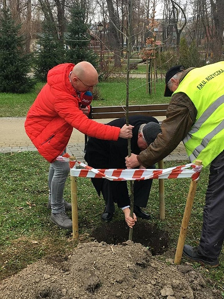 Dąb Radia ZET już rośnie w Krośnie - zdjęcie w treści 