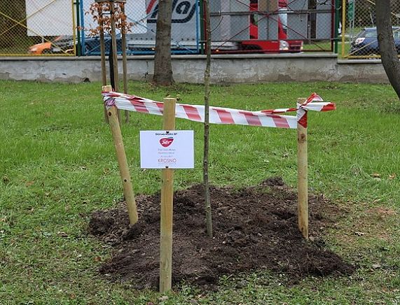 Dąb Radia ZET już rośnie w Krośnie