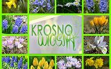 Akcja Krosno Wiosną - fotogaleria