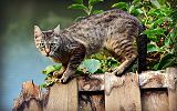 Kot na płocie - źródło fot. pixabay