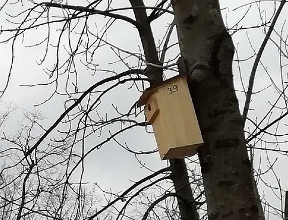 Budka dla ptaków zawieszona na drzewie