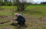 Sadzenie drzew w eksperymentalnym miejskim sadzie w zakolu Wisłoka