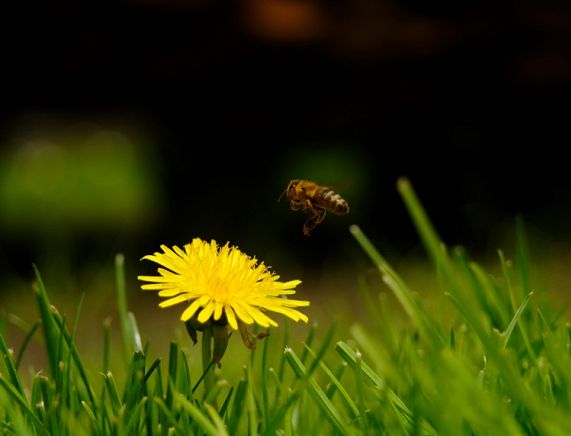 Pszczoła lecąca do kwiatu mniszka lekarskiego foto - Paweł Fiejdasz