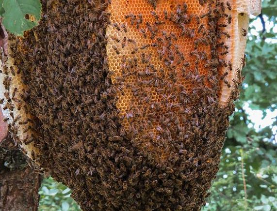 Dziekie pszczoły - fot. pixabay