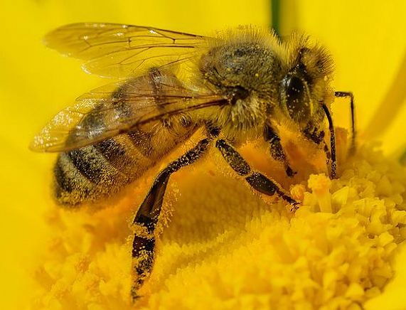 Pszczoła na żółtym kwiatku - fot. pixabay