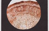 Ewelina Gonet - Marchew zwyczajna - Daucus carota.JPG