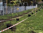 Dzień Drzewa w Krośnie – 14 lip dla natury i pszczół