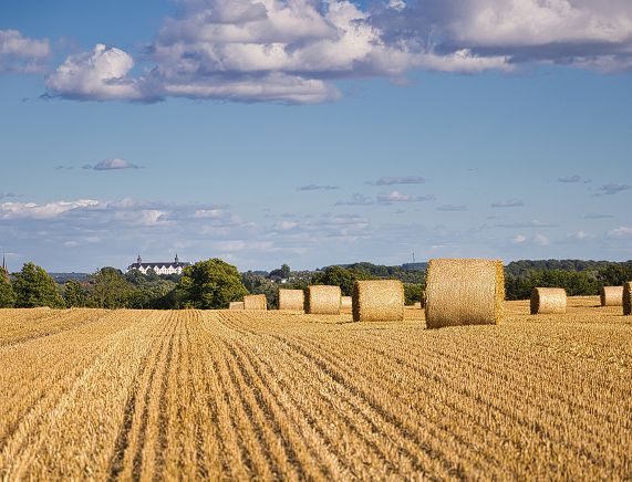 Freepik. Pole zbóża