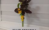 Kwiat