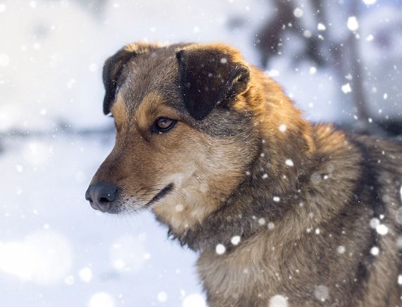 Freepik. Zwierzęta zimą
