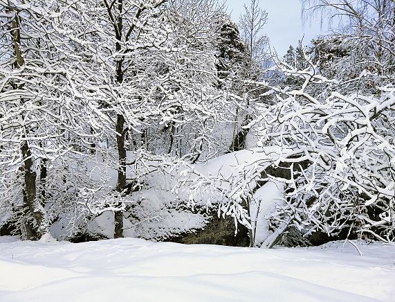 Freepik. Śnieg w lesie