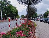 Drzewa i krzewy zmieniają przestrzeń Krosna